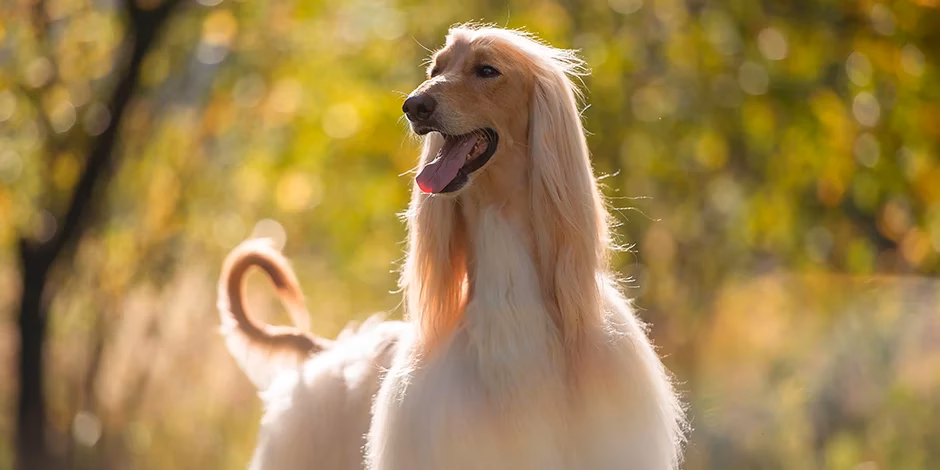 ¿Cuáles son algunas de las publicidades argentinas más famosas?