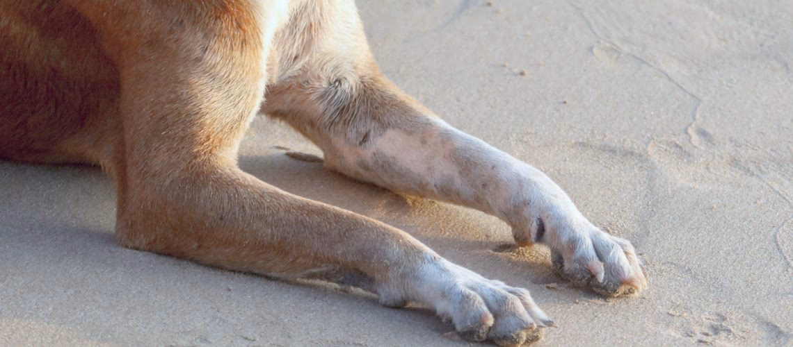 ¿Qué pasa si quito un pelo de un lunar?