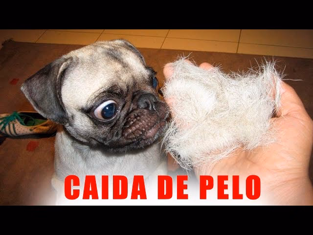 ¿Cómo eliminar el pelo del pug?