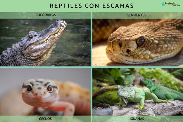 ¿Qué animal está cubierto por escamas?