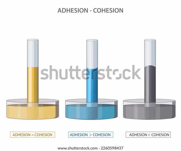 ¿Qué significa acción capilar?