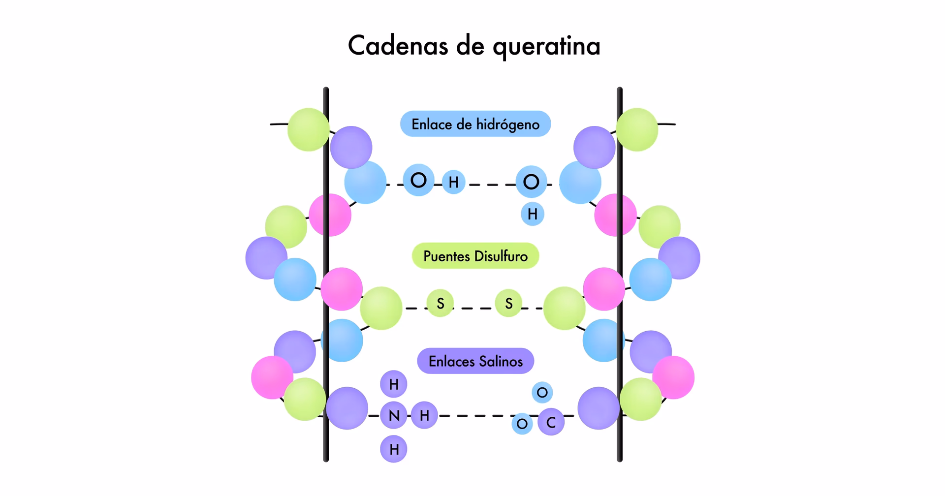¿Qué son los enlaces salinos?