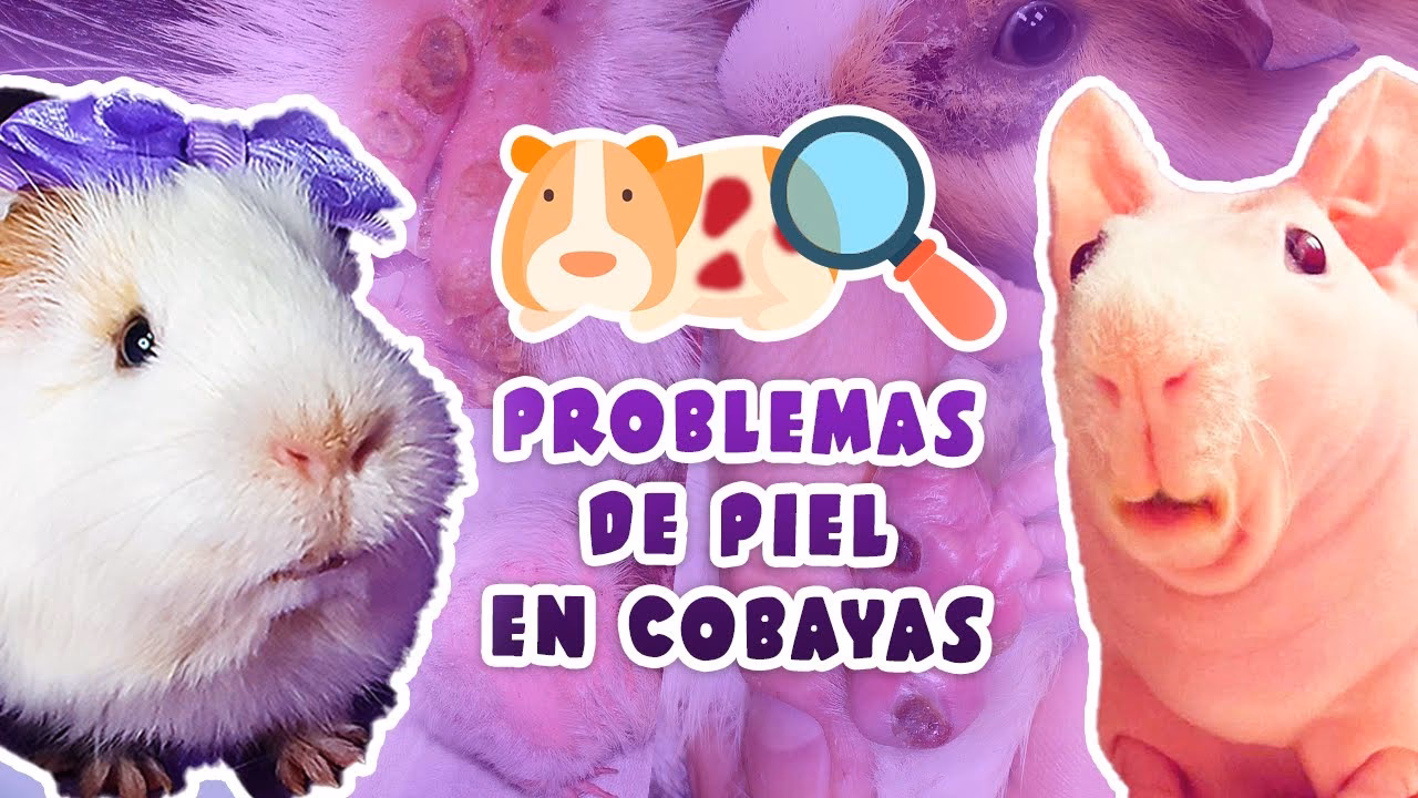 ¿Qué hacer si mi cobaya se cae?