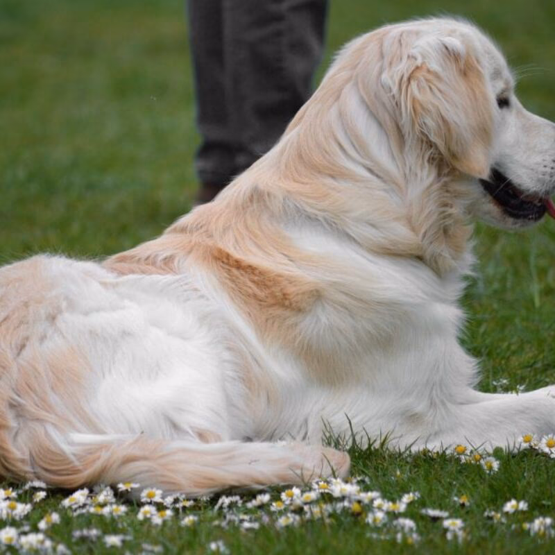 ¿Qué darle a mi perro para que tenga el pelo bonito?