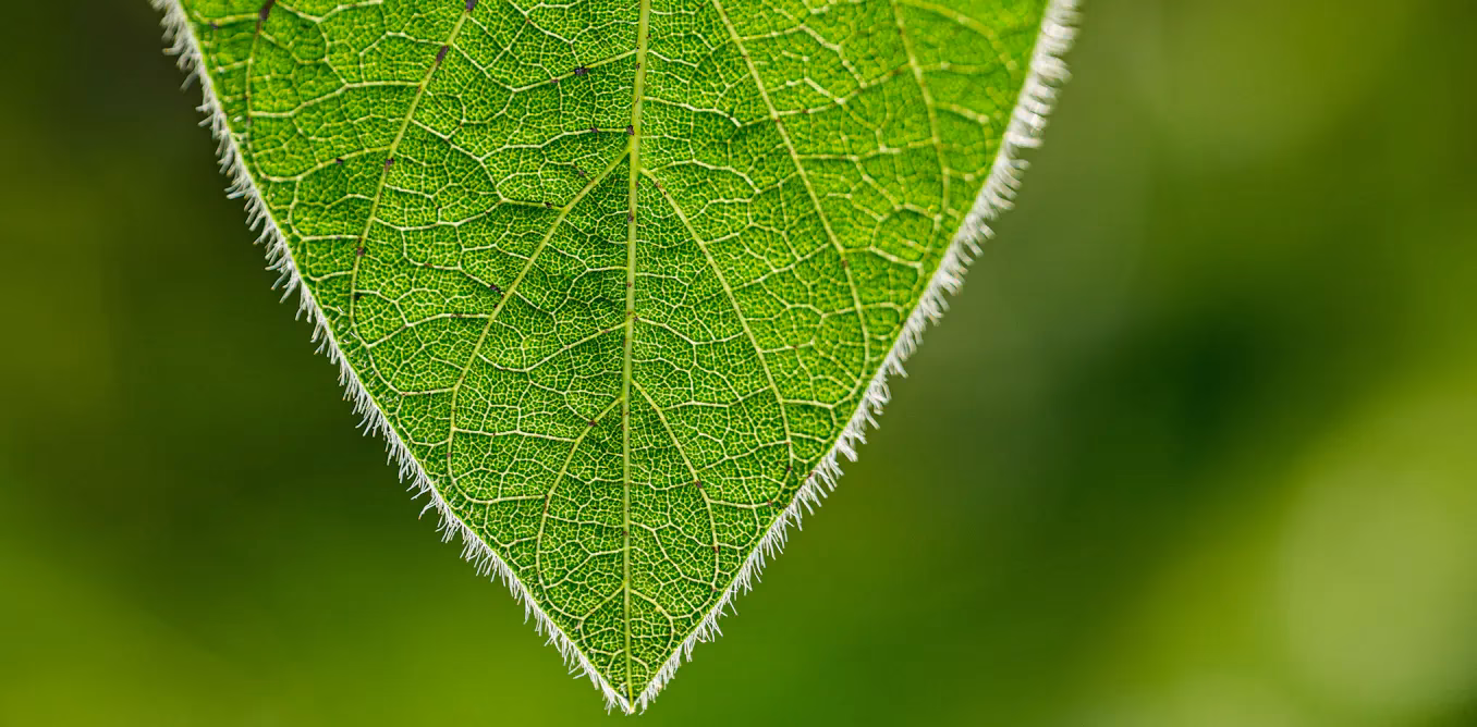 ¿El pelo sirve como abono?