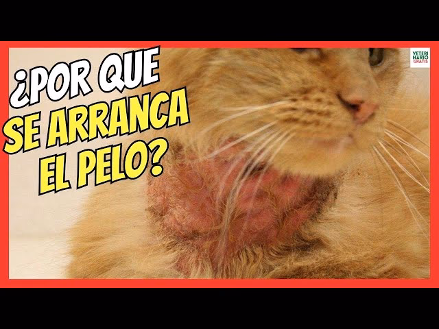 ¿Qué pasa si un gato se traga un pelo?
