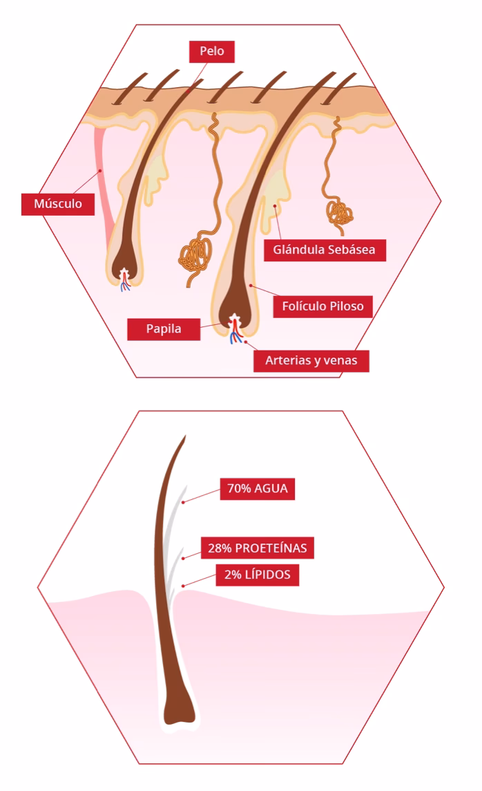 ¿Qué lípidos hay en el cabello?