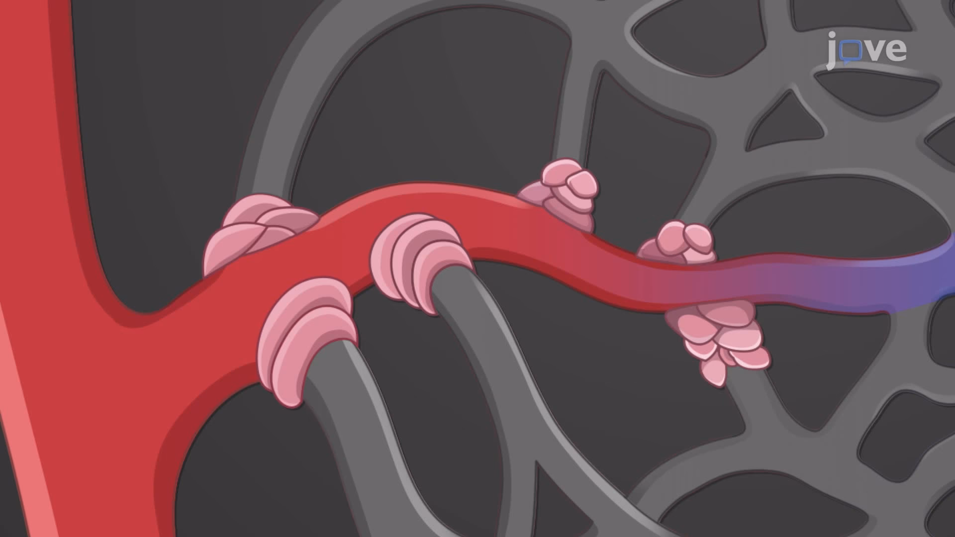 ¿Qué es el lecho capilar en medicina?