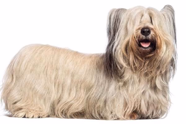 ¿Qué raza es el perrito peludito?