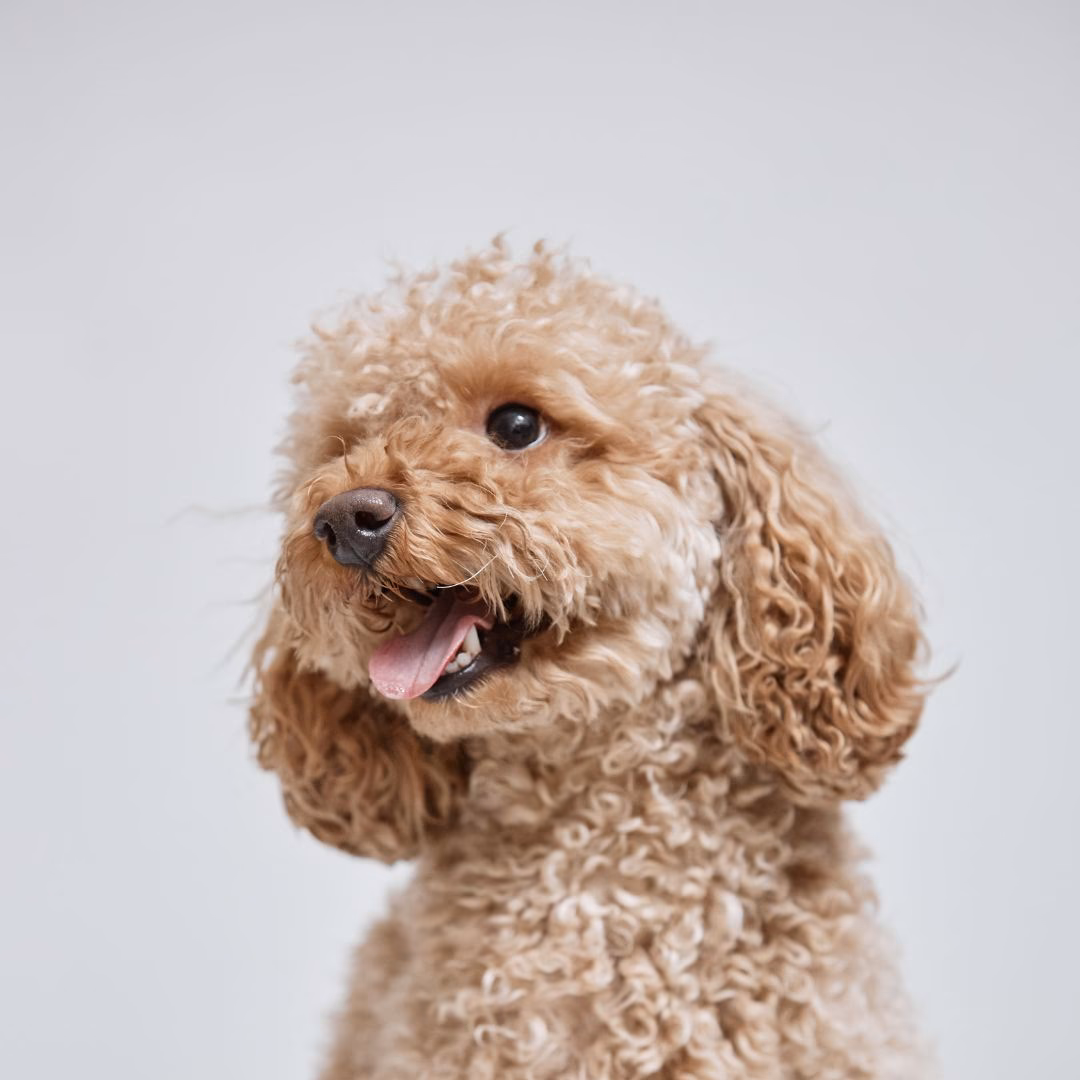 ¿Qué raza de perro es el Curly?
