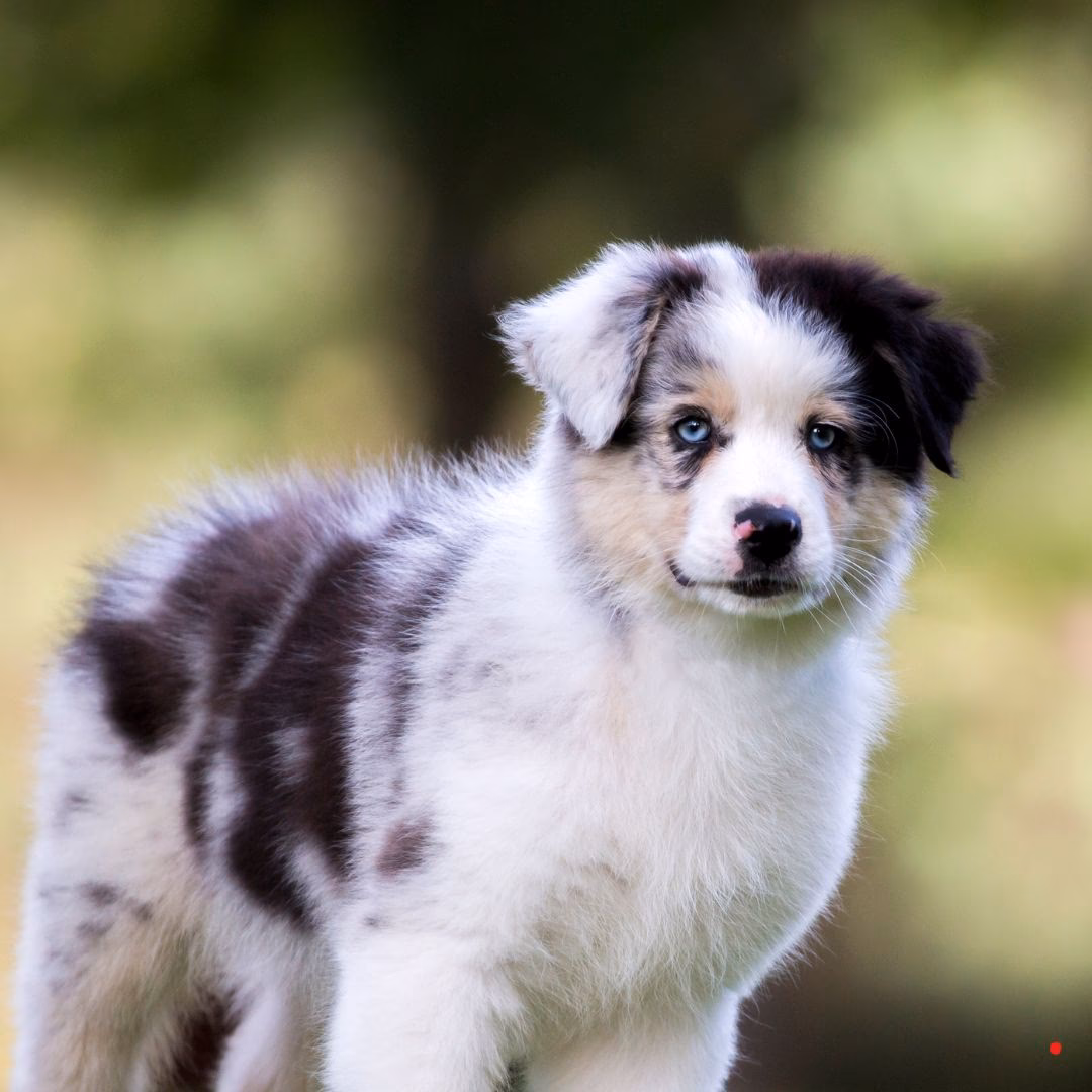 ¿Cómo se llama el perro de pelaje negro y blanco?
