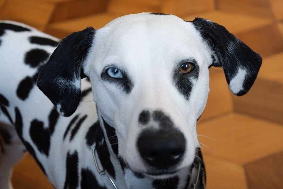 ¿Qué raza de perro tiene un ojo de un color y otro de otro?