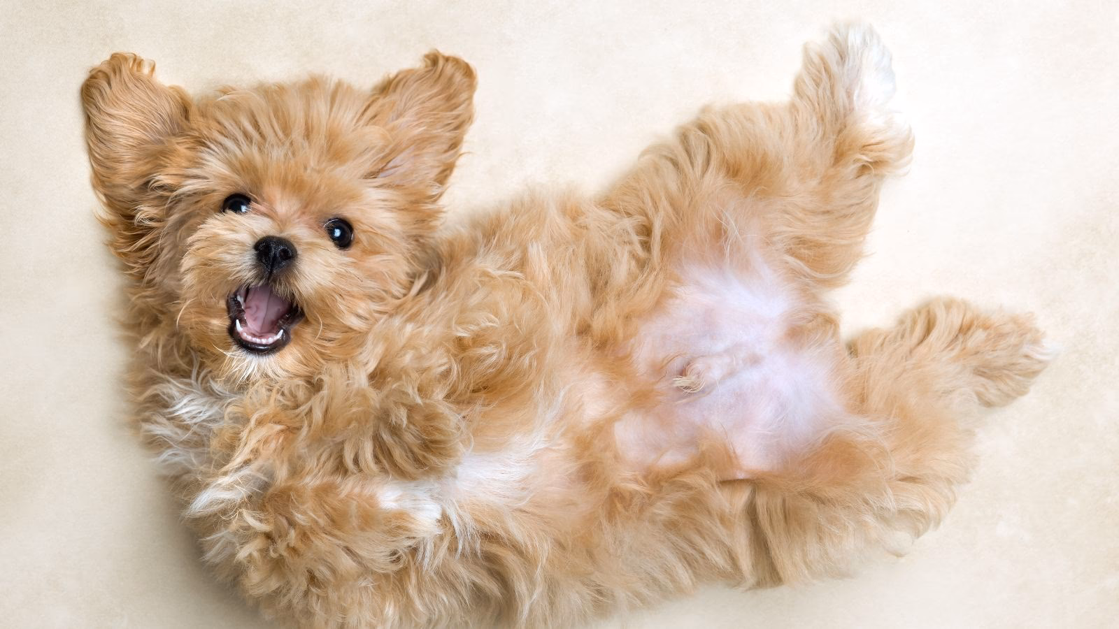 ¿Qué razas de perros tienen pelo largo?