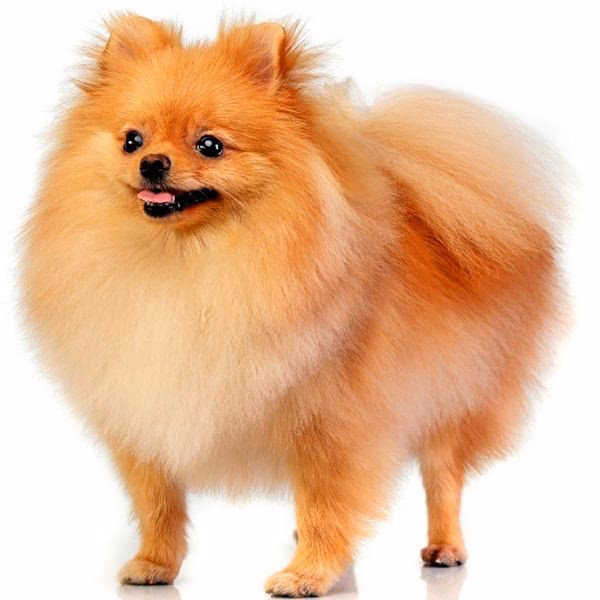 ¿Cuáles son algunas razas de perros pequeños de pelo corto?