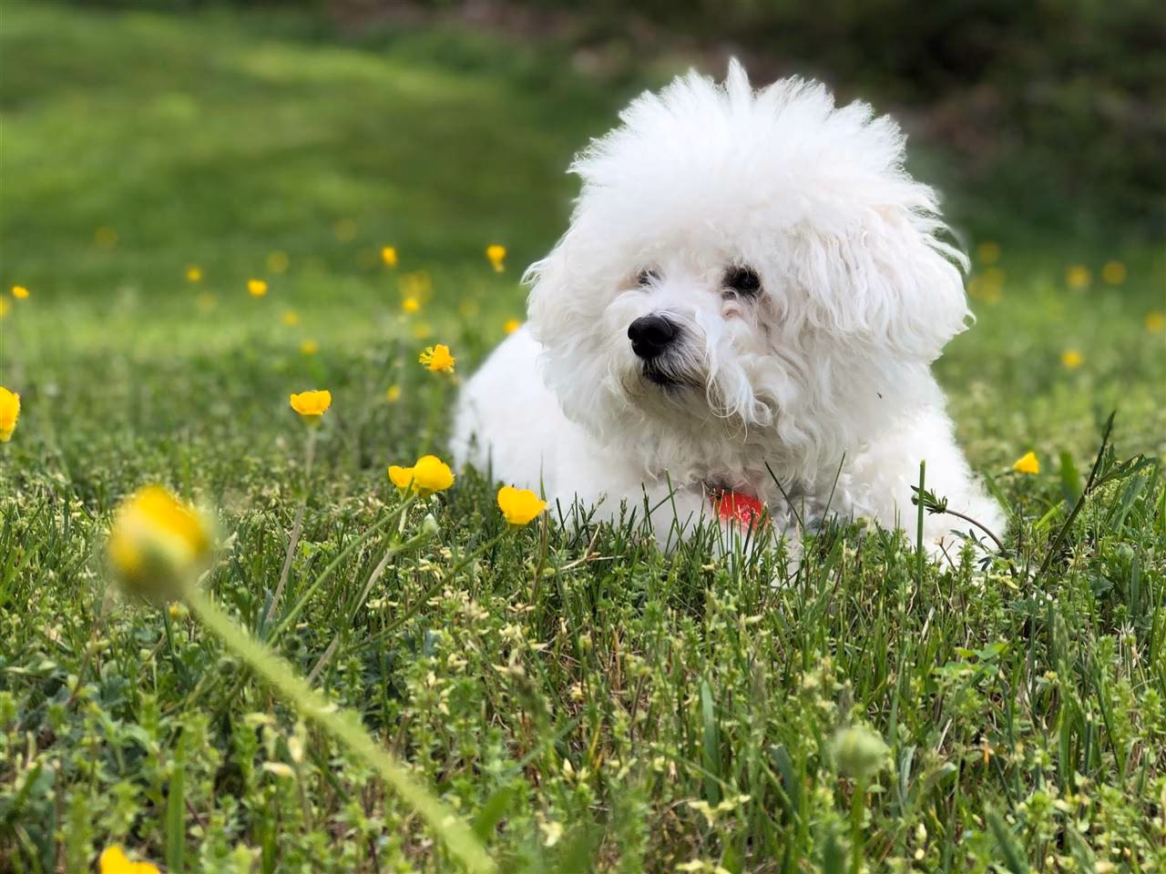 ¿Qué raza de perro es blanco y pequeño?