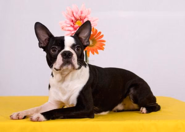 ¿Cuál es la raza de perro que bota menos pelo?