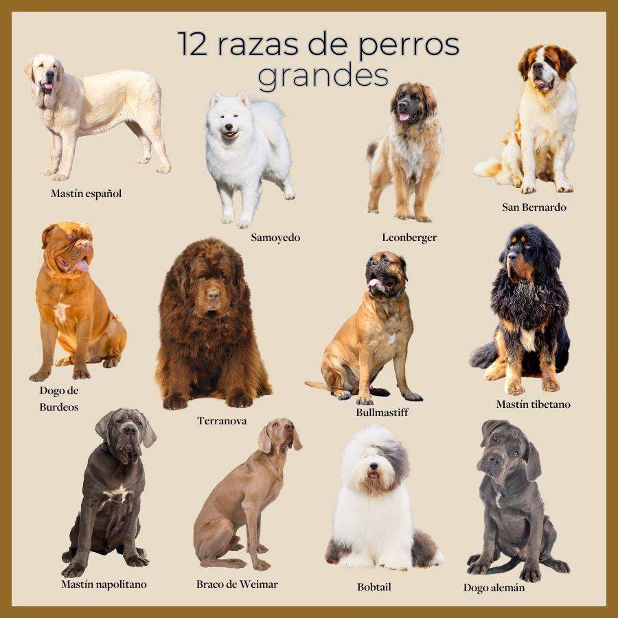 ¿Cómo se llama la raza de perro que es muy grande?
