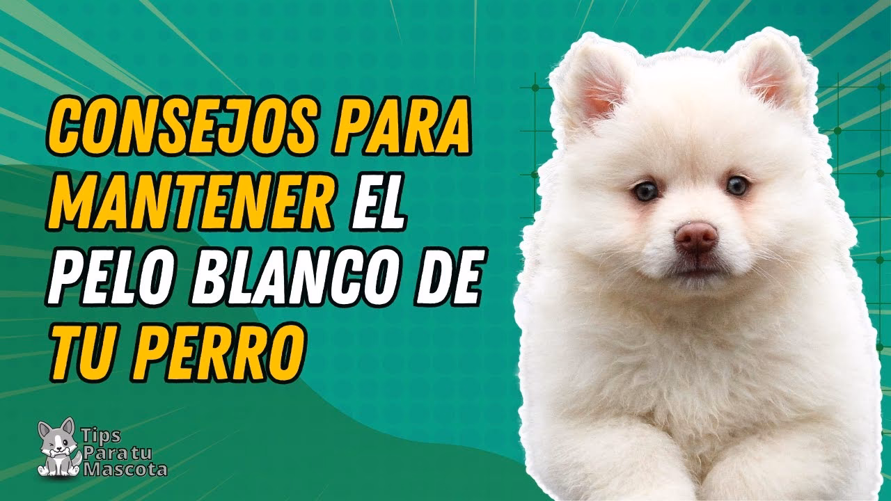 ¿Cómo hacer que el pelaje de un perro blanco vuelva a ser blanco?
