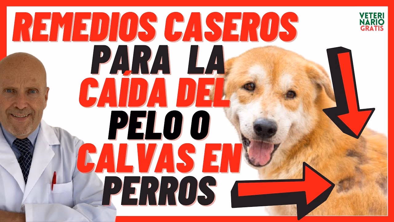 ¿Qué puedo darle a mi perro para que le crezca el pelo?