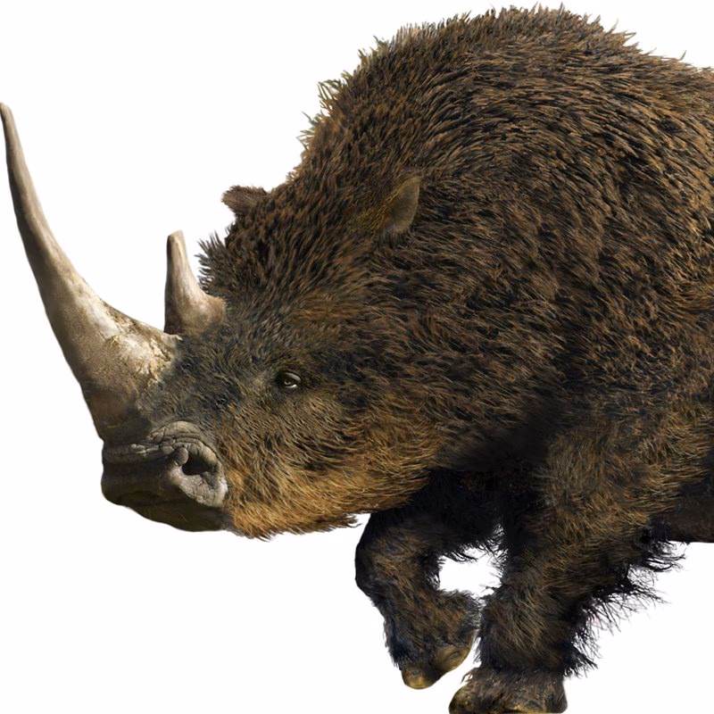 ¿El cuerno de rinoceronte es en realidad pelo?