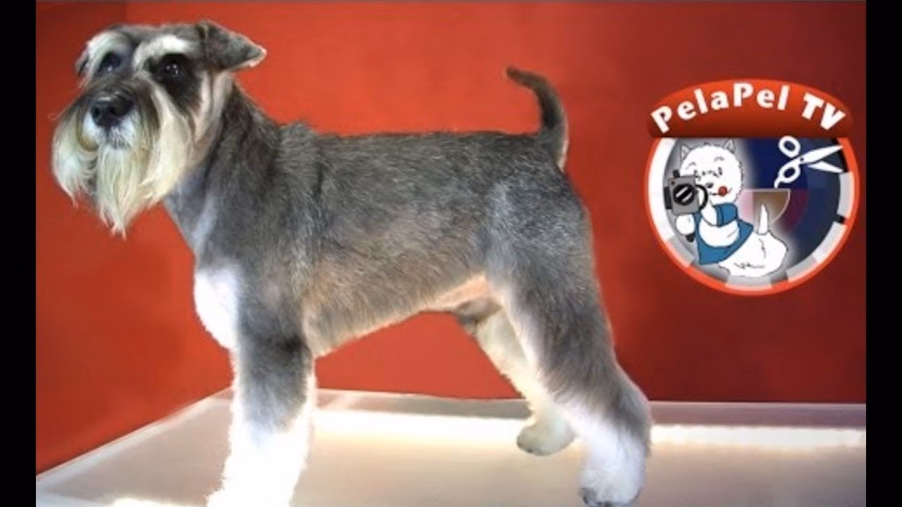 ¿Cuál es el corte de pelo de un Schnauzer?