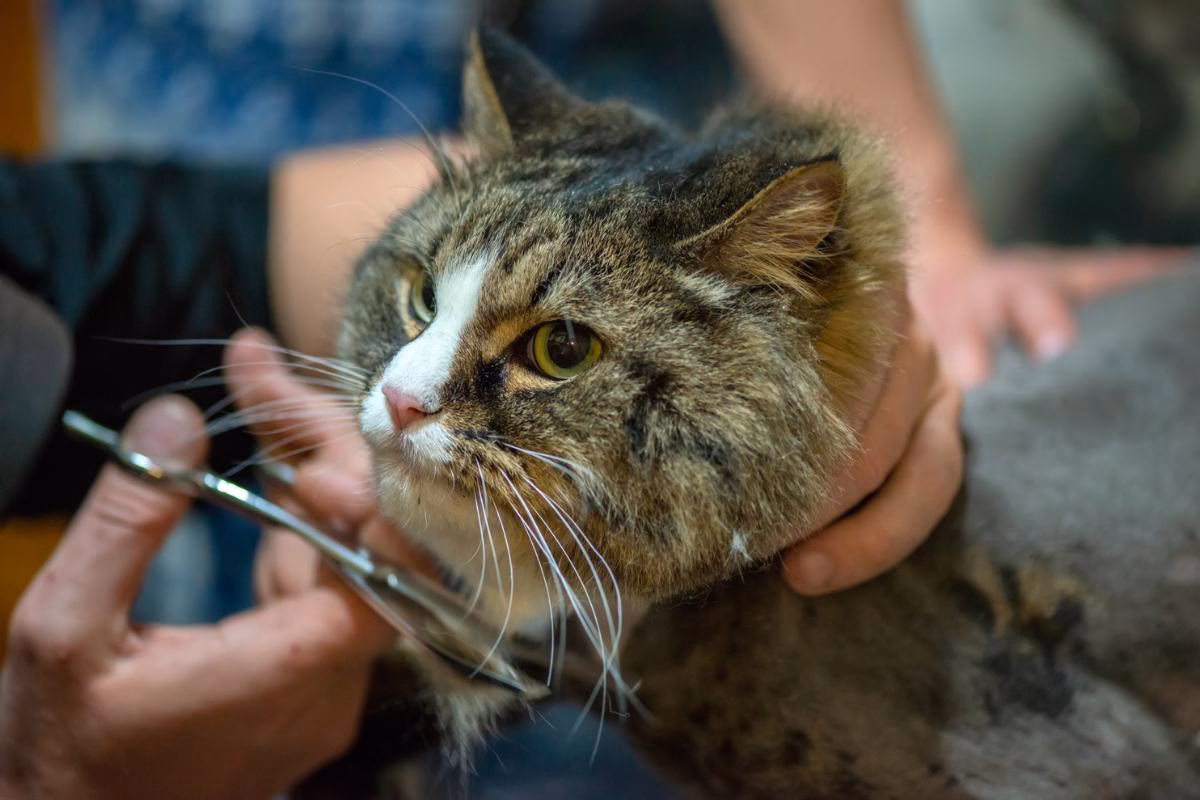 ¿Cuándo es necesario rapar a un gato?