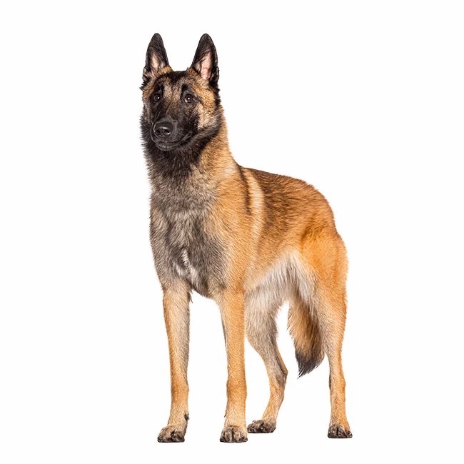 ¿Cómo cuidar el pelo de un pastor belga?