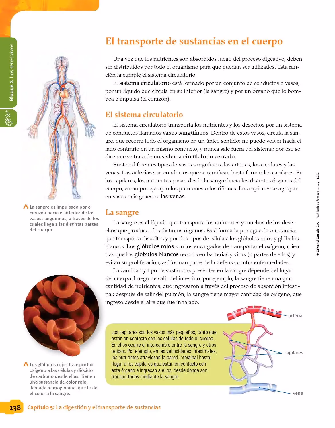 ¿Cómo se llama el órgano que transporta la sangre?