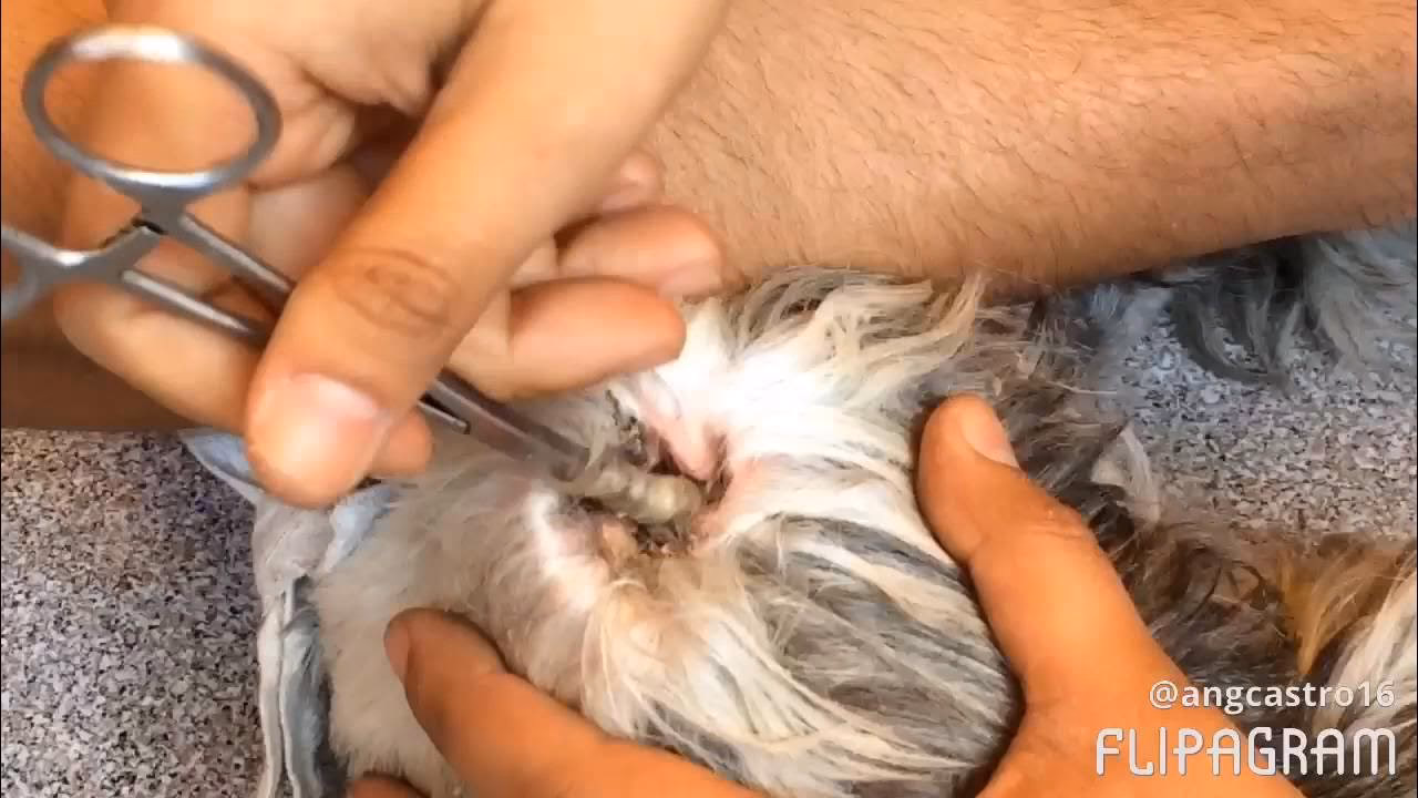 ¿Cómo se le quitan los pelos de las orejas a un perro?