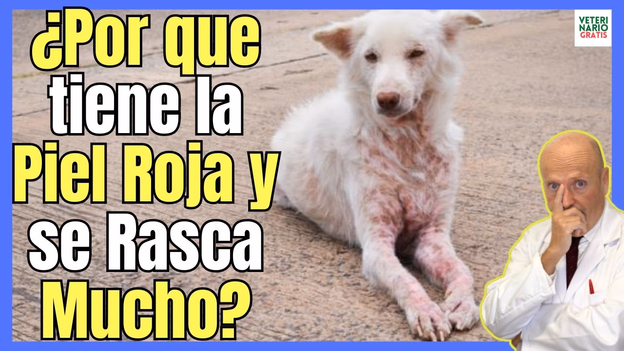 ¿Qué significa el color rojo en los perros?