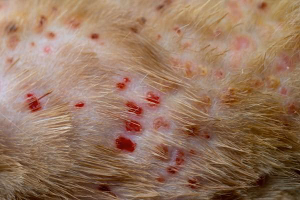 ¿Qué es la porfirina en perros?