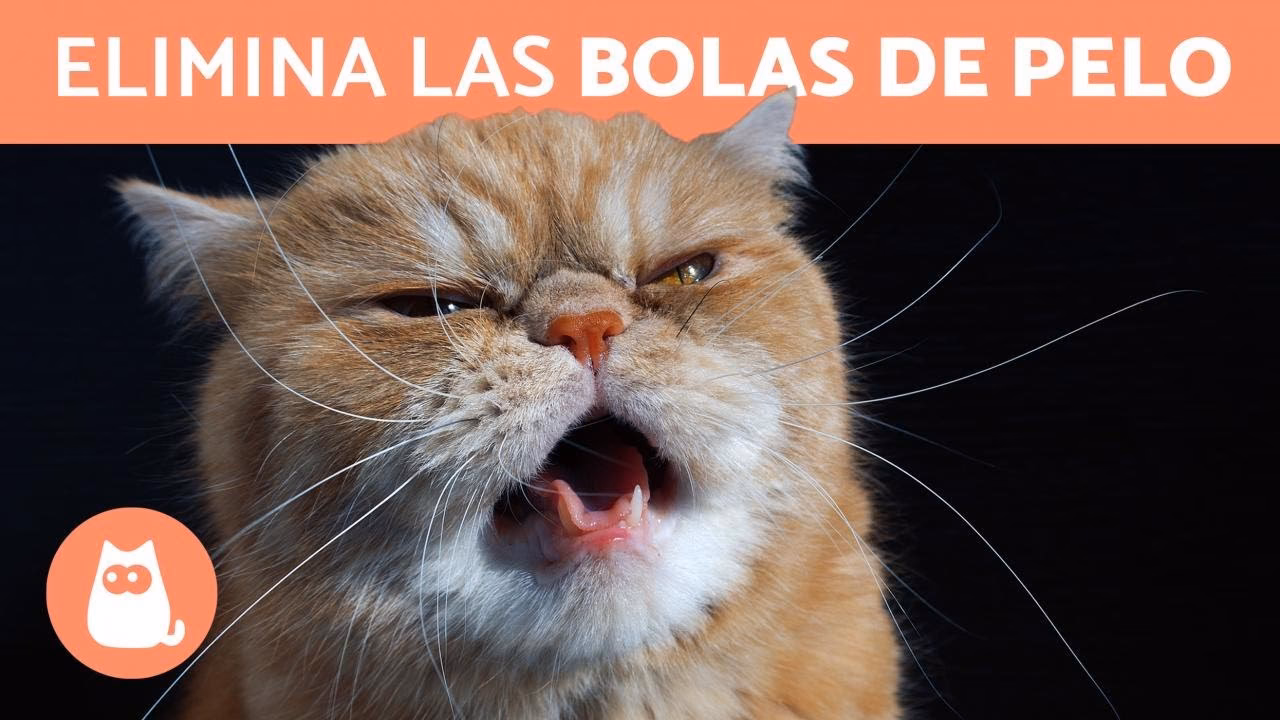 ¿Cómo expulsar pelos de gato de la garganta?
