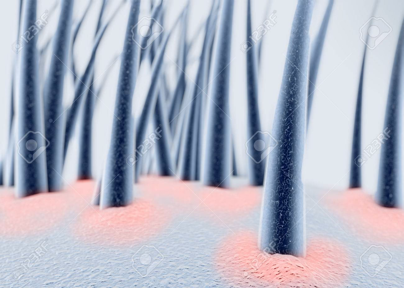 ¿Qué es la médula capilar y para qué sirve?