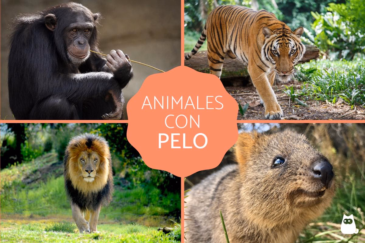 ¿Por qué los animales tienen pelo?