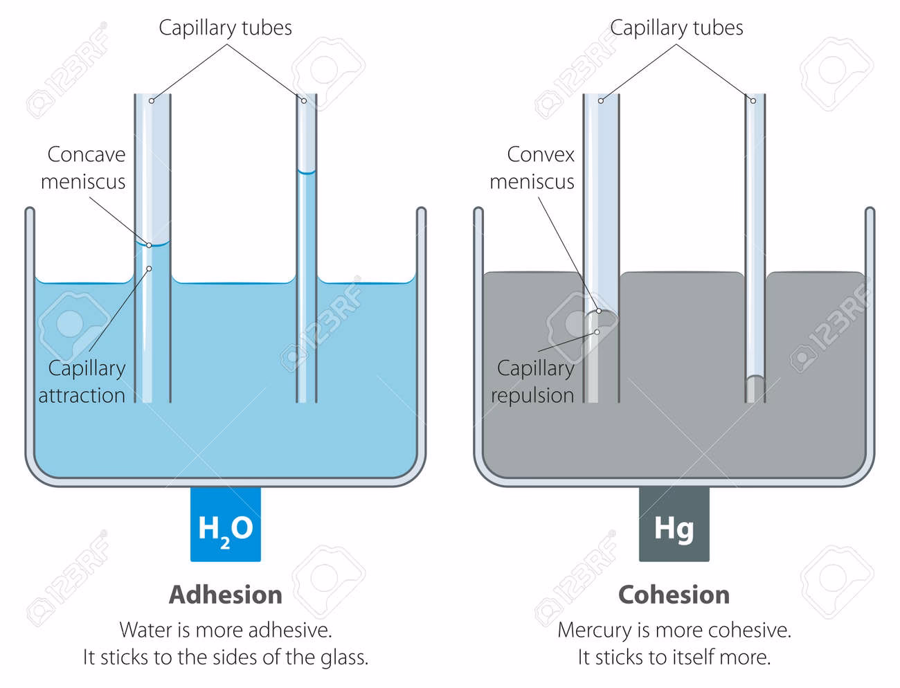 ¿Cómo se produce la acción capilar en el agua y el mercurio?
