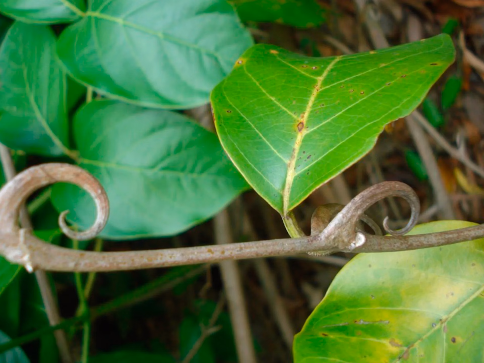 ¿Qué hace la uña de gato en el cabello?