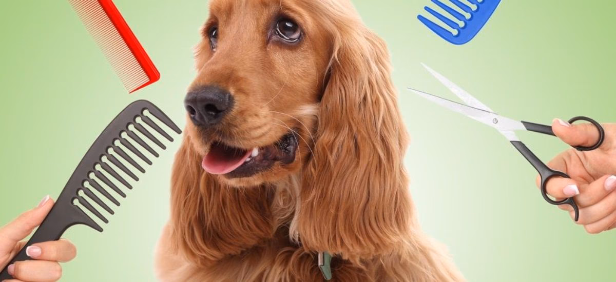 ¿Para qué utiliza la gente el pelo de perro?